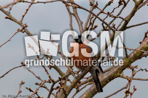 Gimpel (20 von 40).jpg